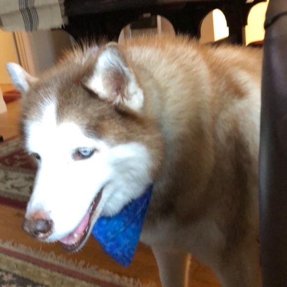 Meet your Posher, Chris - Picture 1 of 1